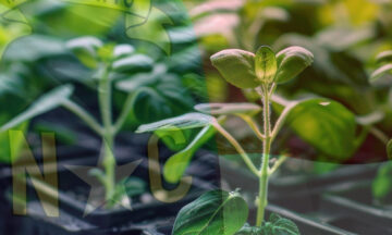 A close-up of rows of small plants with a transparent image of the NC flag covering the plants.